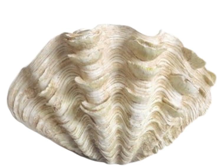 JAZZEEL Large Natural White Seashells - Medium-Sized Shells for Crafts, Coastal Home Decor Accents, Wedding Centerpieces, and for Display in Fish Tanks or Aquariums
