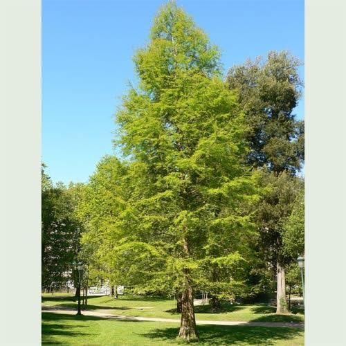 Taxidium Rare Tree Seeds (Rare Trees Up to 40 Meters Height) 25 Grams Enough to Produce More Than 200 Seedlings