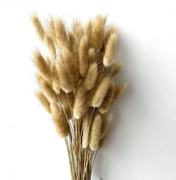 FANCY Lagurus Bunny Tails Grass Natural Dried Flower Stem, 30-50 cm, Perfect for Wedding Bouquets, Home Decor, Floral Arrangements & Events – Premium Quality, Long-Lasting