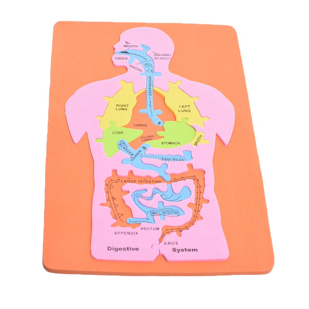 Elmaayergy MED-E Small Body Organ With English Language On Elastic Foam Board With Durable Material, Suitable For School And Home