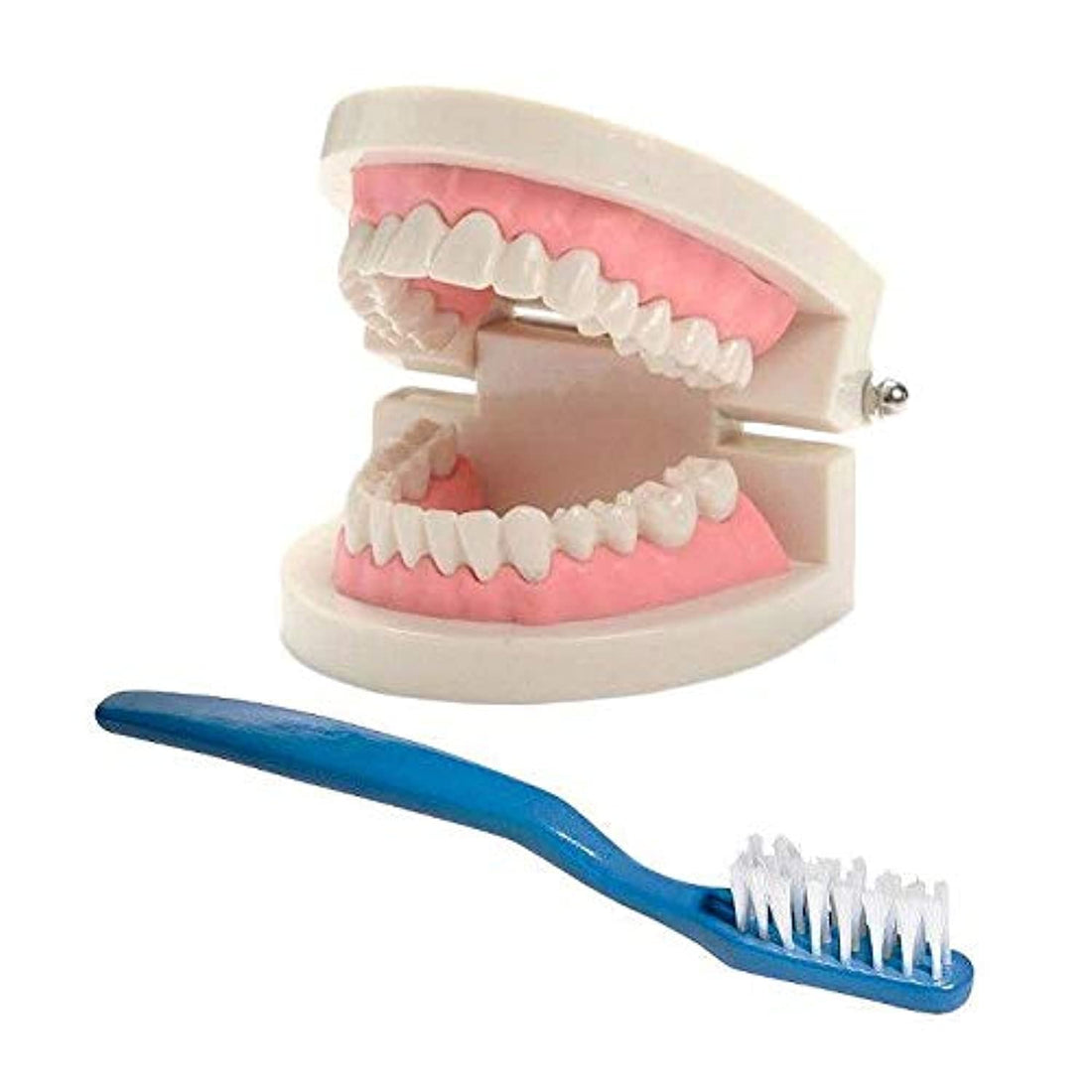 Dental Study Teaching Teeth Model with a tooth brush Tooth Care Education Dentist Equipment