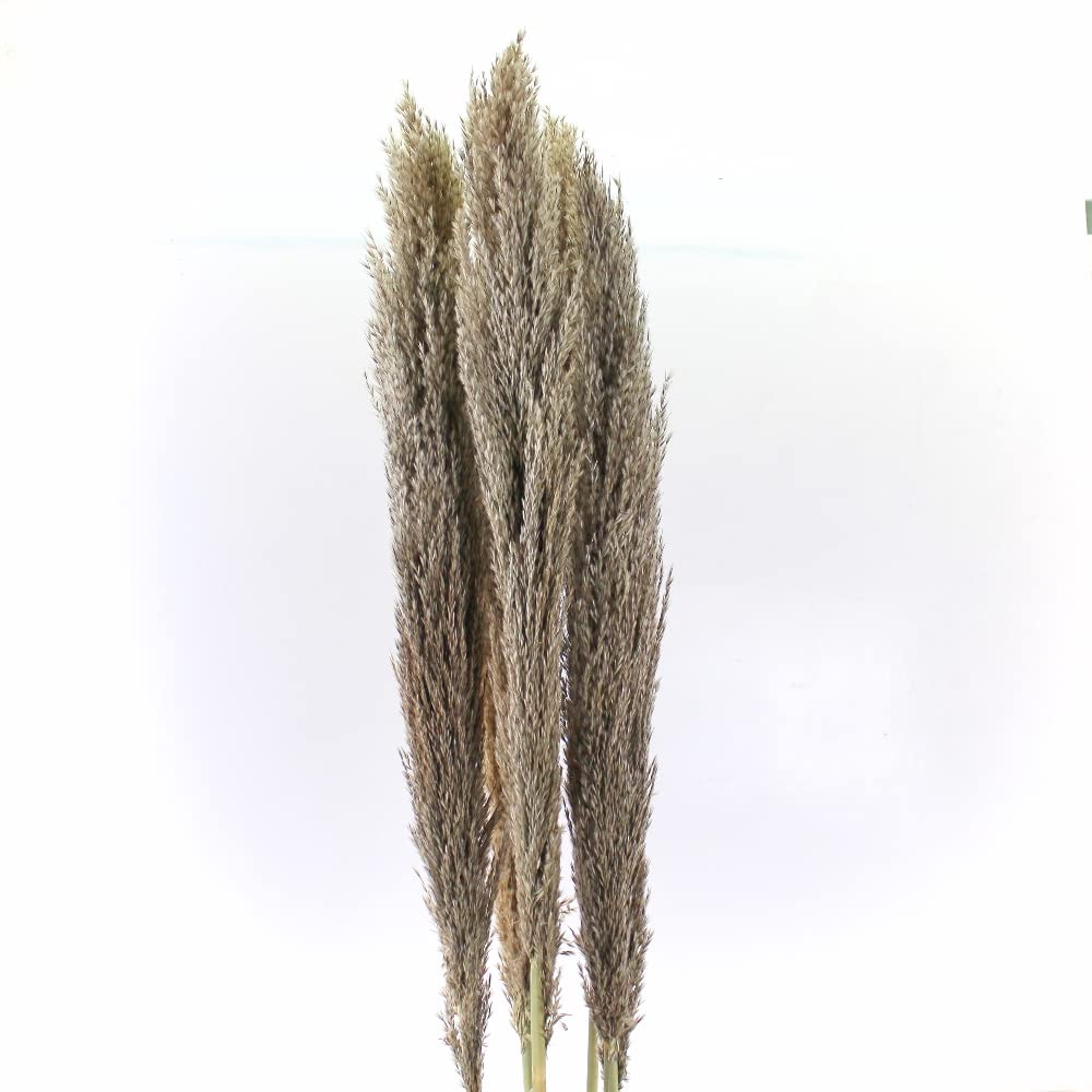 Hard Dried Pampas Grass Decor- Tall Extra-long -Home Decor -Wedding -Flower Arrangement -Natural Pampas Grass -Decoration Pompous Branches 60-80 cm Grass (5)