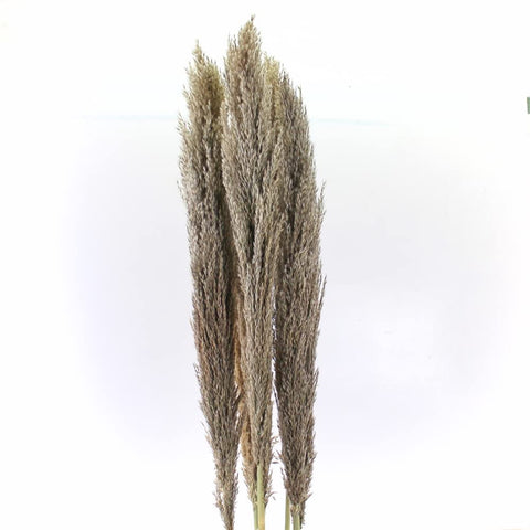 Hard Dried Pampas Grass Decor- Tall Extra-long -Home Decor -Wedding -Flower Arrangement -Natural Pampas Grass -Decoration Pompous Branches 60-80 cm Grass (5)