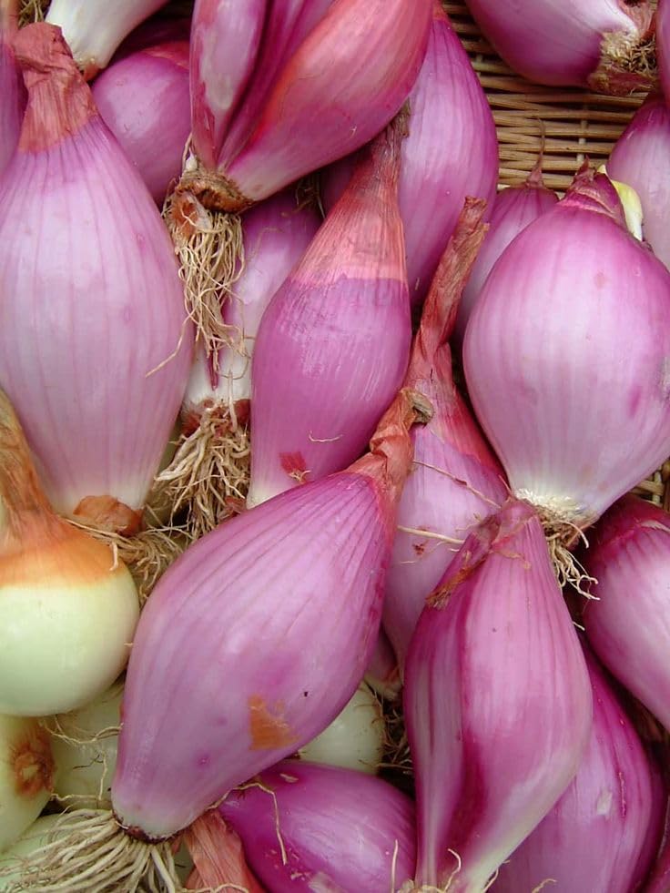 Garden Room Onion Seeds for Planting