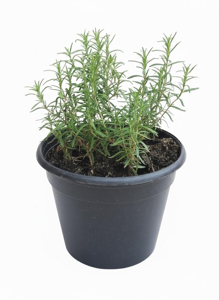 Live Rosemary Herb Plant – Fragrant Evergreen for Cooking, Garden, Patio & Pots – Culinary & Medicinal, Natural Aroma & Wellness Benefits (4)