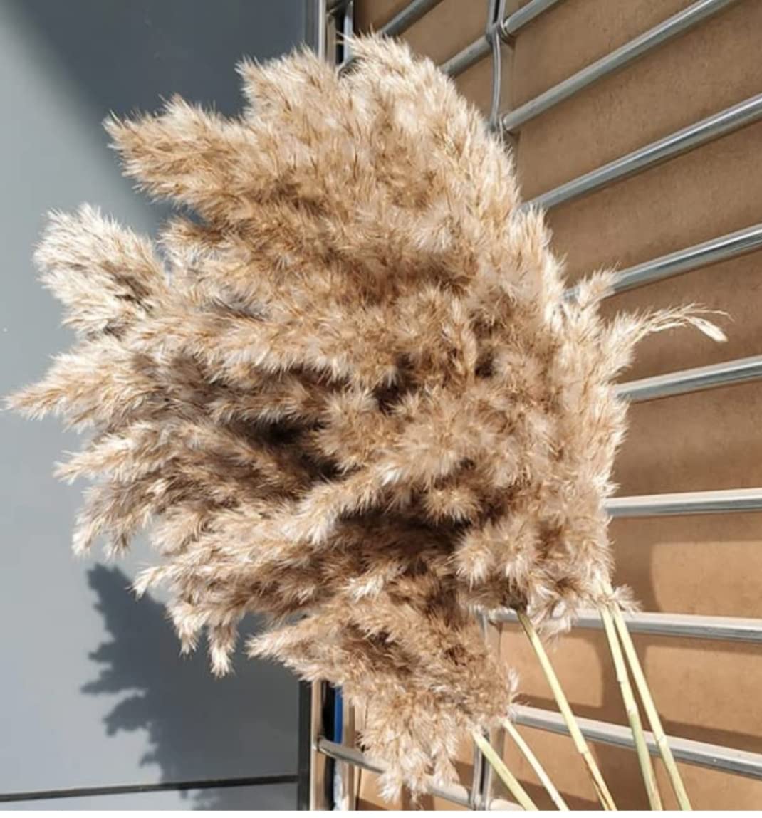 Decorative Soft Feather