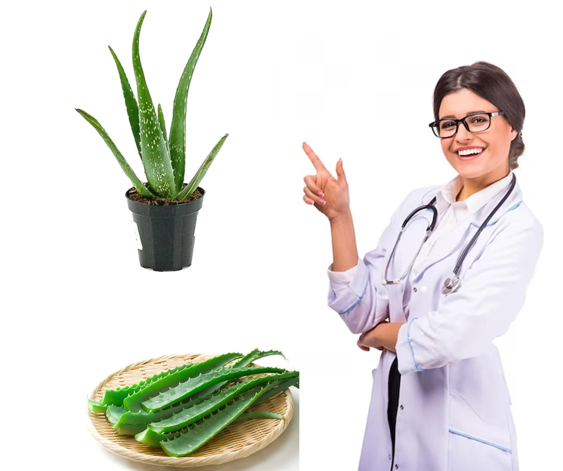 Aloevera Aloe Vera Pharmacy Home Women Balcony Planting Rooftop Garden Planting from Menoufia Nurseries