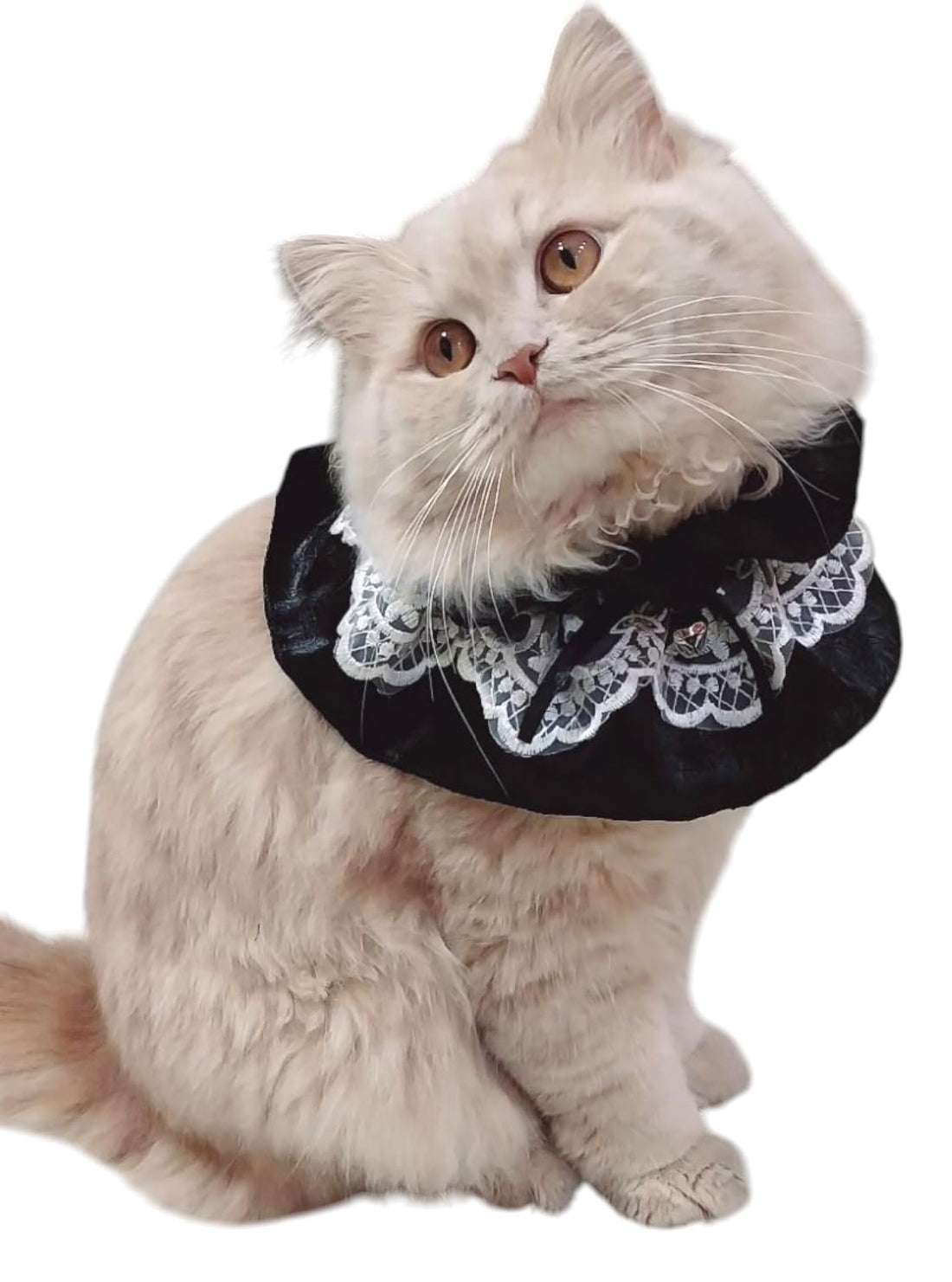 Cat Collar with Stucco (Black x White)