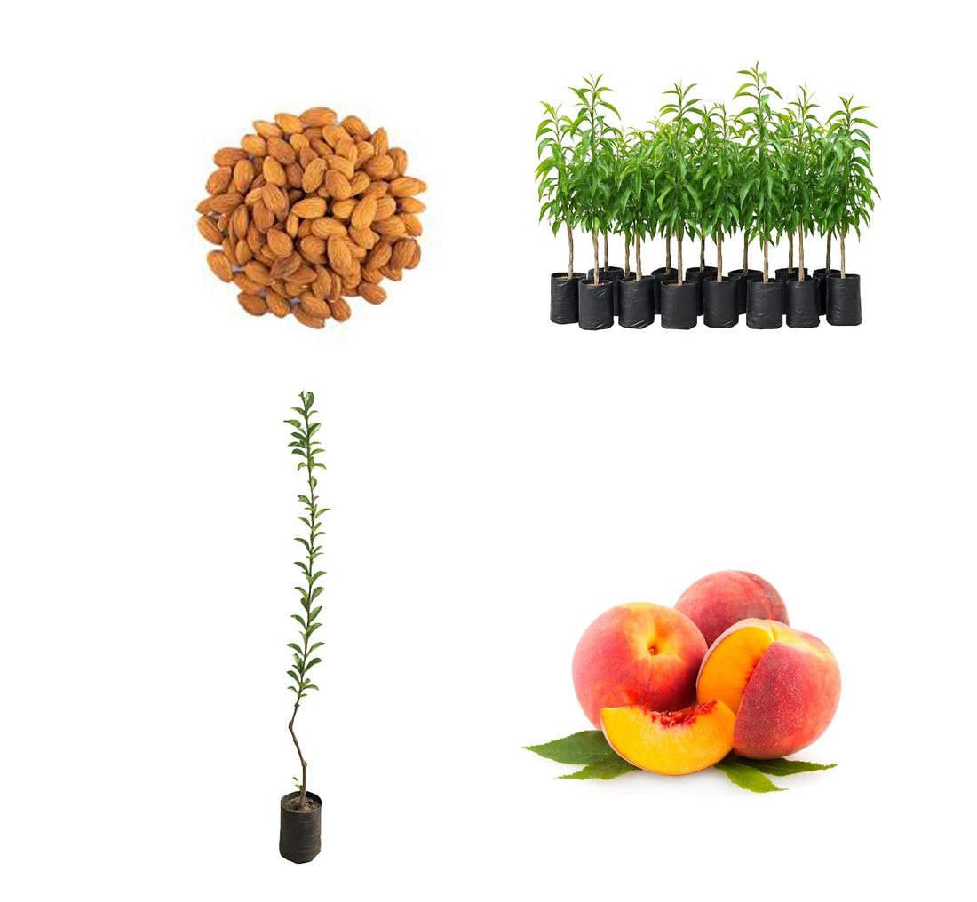 Offer 2 Grafted Fruit Seedlings – Sweet Almonds + Peaches Fast Fruiting Seedlings Ready for Home Farming in Balcony Garden & Deck Planting – From Menoufia Nurseries