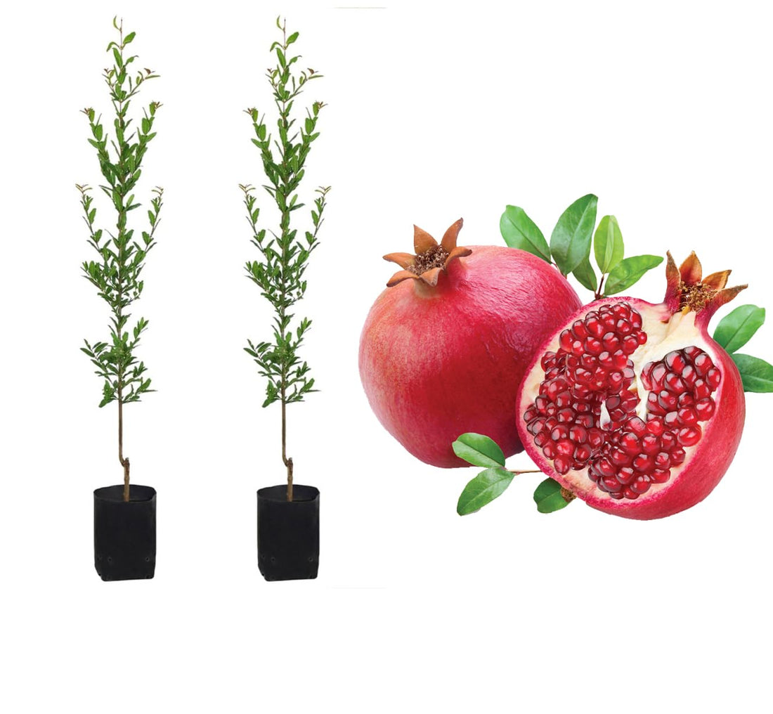 Offer of 2 American Pomegranate Seedlings – 1 Meter & Above – Grown in a Grow Bag with Composted Clay Soil – For Planting in Garden, Decks or Spacious Balcony – Menoufia Nurseries