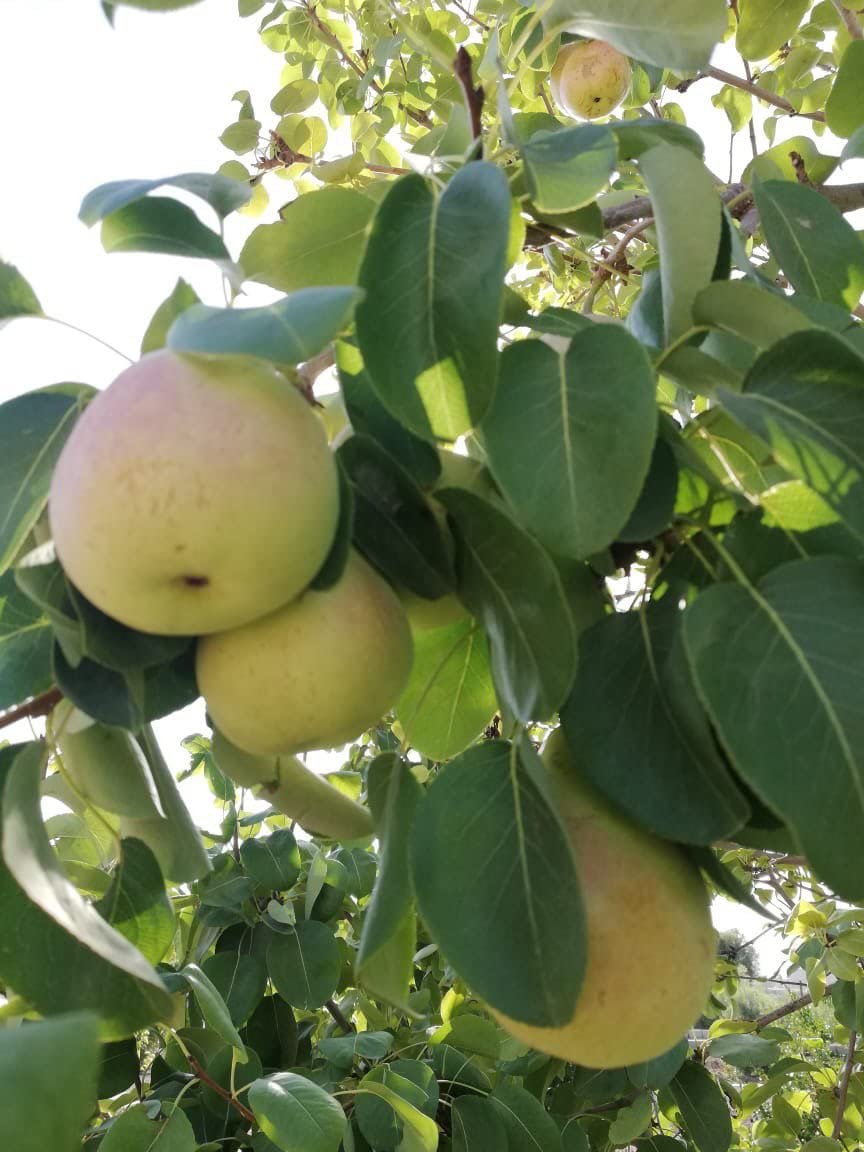 Pear Seedling Inlaid On Imported Origins Heavy Duty Fast Production Seedling