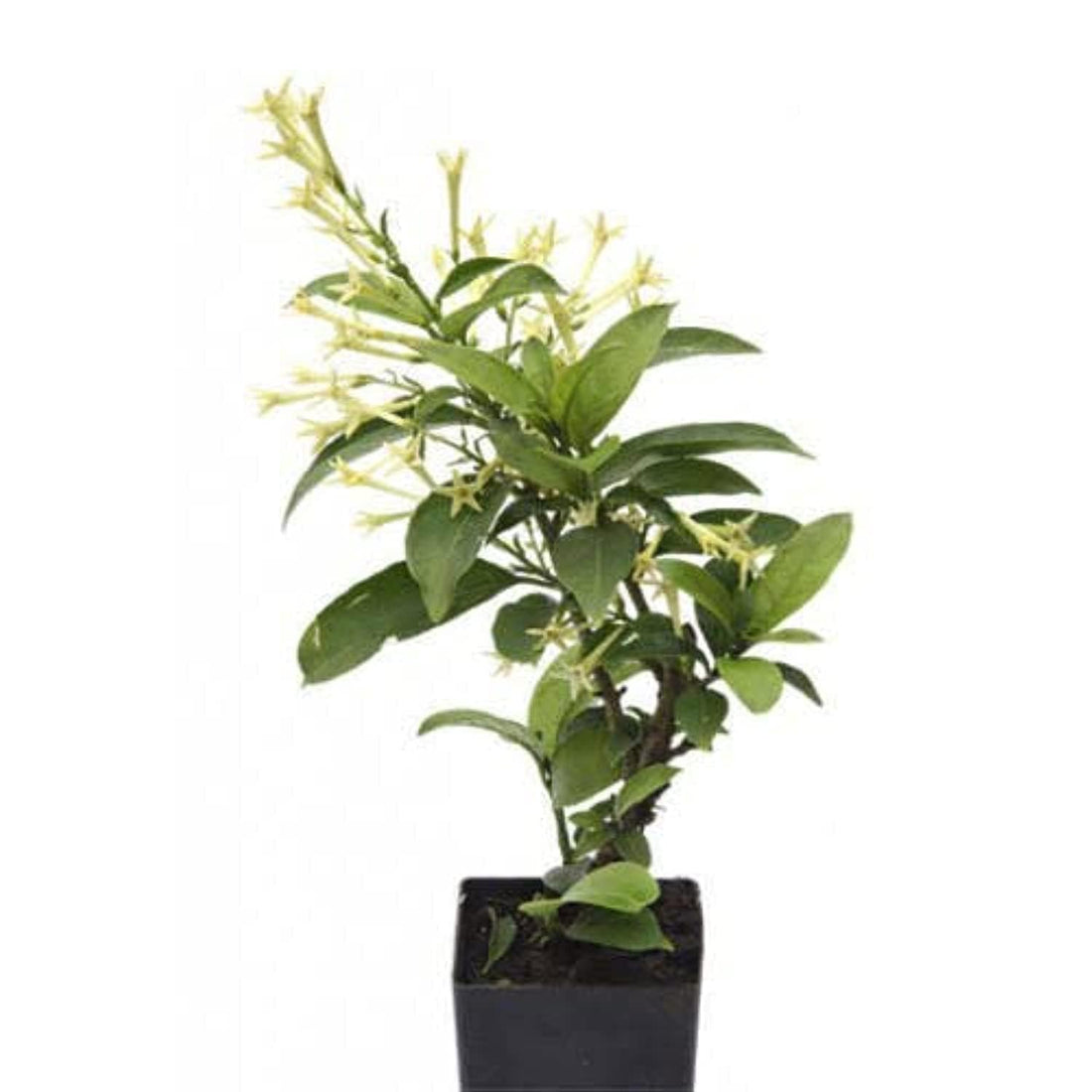 Night-Blooming Jasmine Ready Grown Night in Plastic Bag and Clay