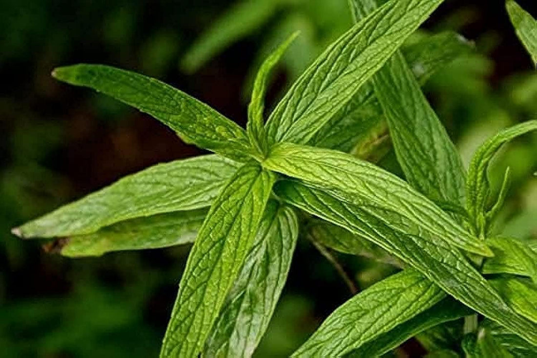 5 Seedlings Saudi Mint Mint Mint Long Leaf Ground Seedling Grown in Plastic Bag Ready for Home Farming, Fields & Gardens