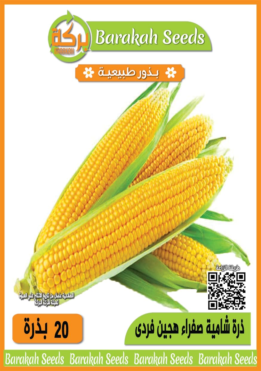 High Yield Natural Seeds (Single Hybrid Yellow Maize, Count, 10)