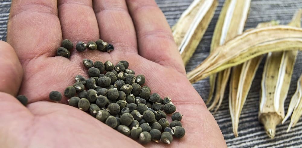 Natural Okra Seeds for Planting