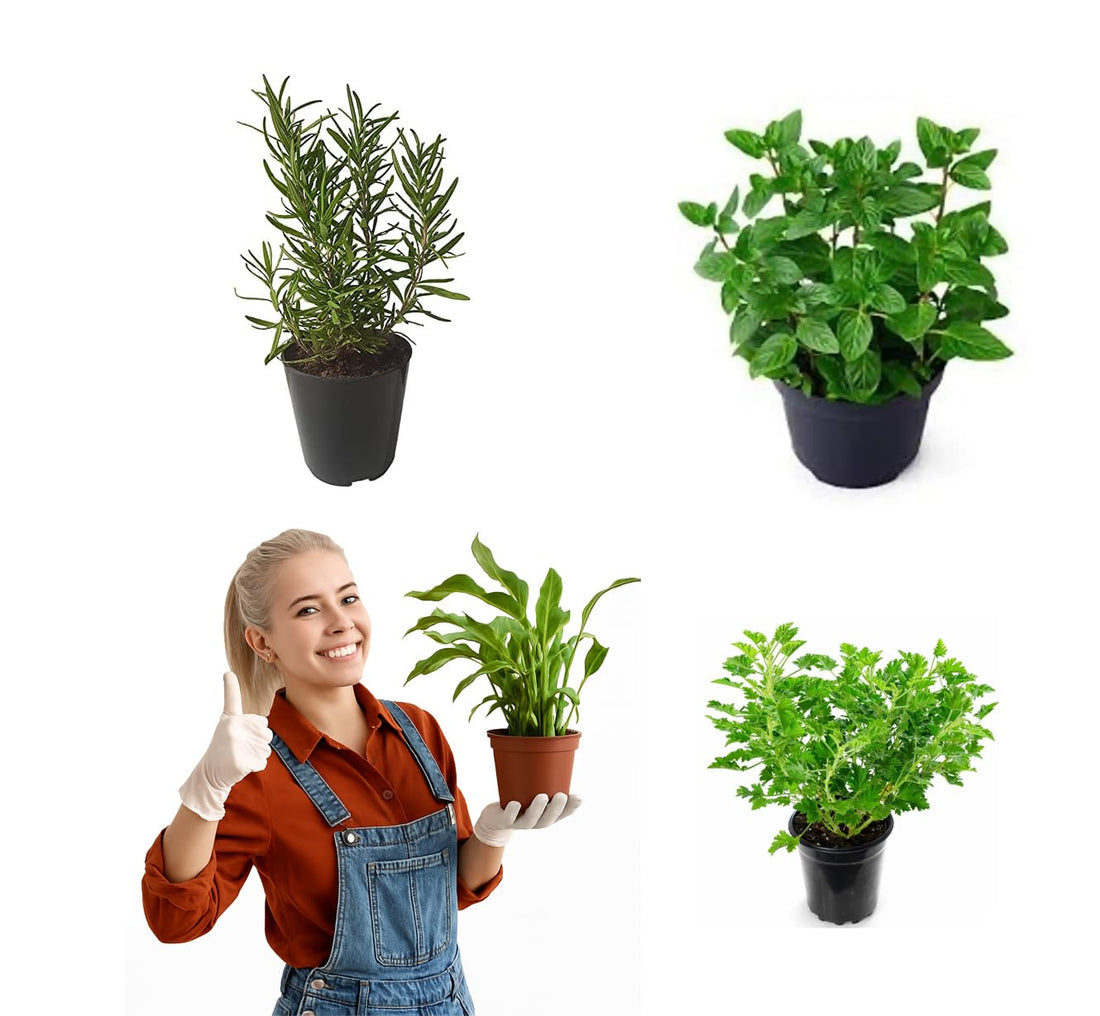 l Set of 3 Aromatic Seedlings for Kitchen and Balcony – Baladi Mint, Atar, Rosemary – Ready to Plant from Menoufia Nurseries
