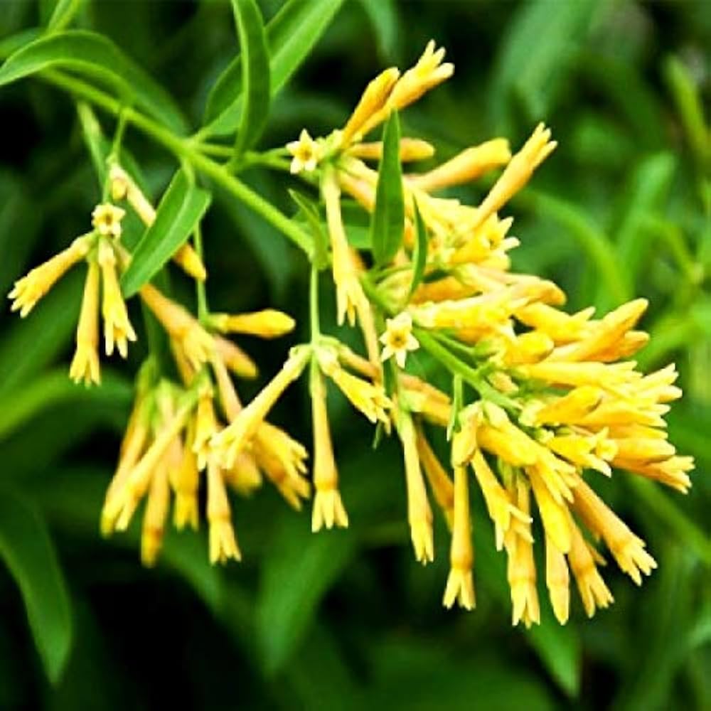 Aromatic Night Musk - Yellow Night Musk
