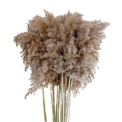 10 Beautiful FANCY Natural FLUFFY Grass Dried Pampas Grass Decor Wedding Flowers for Wedding Stage Decoration 30-40 CM
