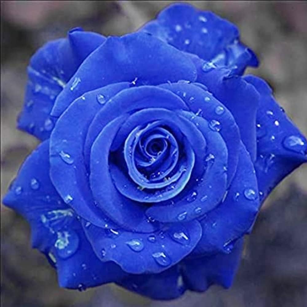 fashion mania 50pcs Rare Blue Rose Seeds Rosa Bush Shrub Perennial Fragrant Climbing Rosa Bush Vine Flower - Flamboyant & Exotic-Looking Flower for Garden Outdoor