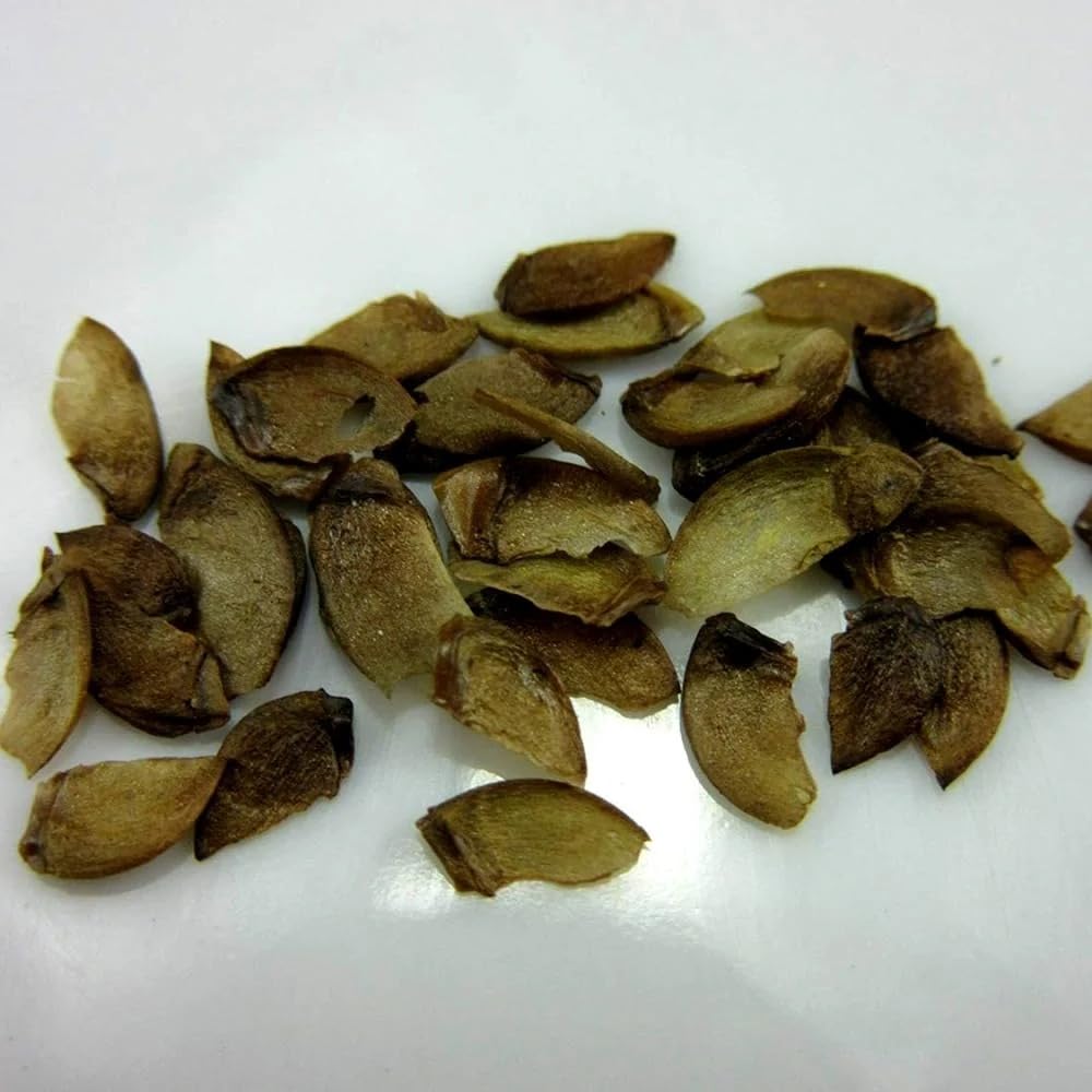 High Quality Henna Date Seeds