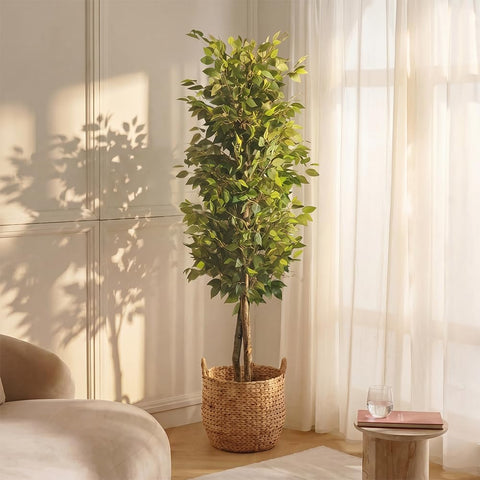 BLAINE | Ficus 6 feet | Decorative Artificial Plants | Large Artificial Plant | Artificial Plants for Indoor/Outdoor | Realistic Decorative Artificial Plant