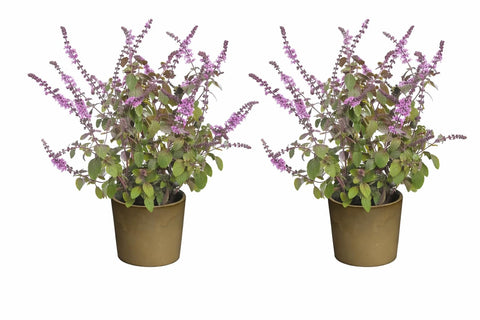Basil Plant – Ocimum Basilicum Live Herb Plant – Aromatic Culinary & Medicinal Herb – Indoor & Outdoor Garden, Balcony & Patio – Easy Care Evergreen Herb (4)