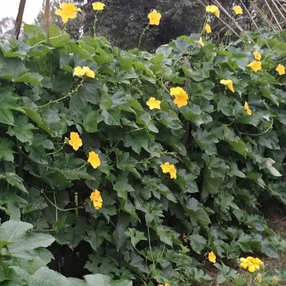 Luffa Leaf Climbing Plant Seeds 30pcs
