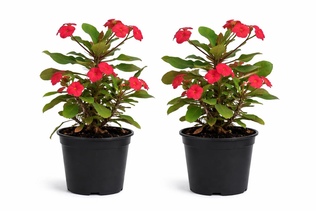 Euphorbia Milii Crown of Thorns Live Cactus Plant Natural Decorative Succulent Indoor Outdoor Ornamental Flowering Plant Easy Care Spiny Exotic Garden Plant (5)