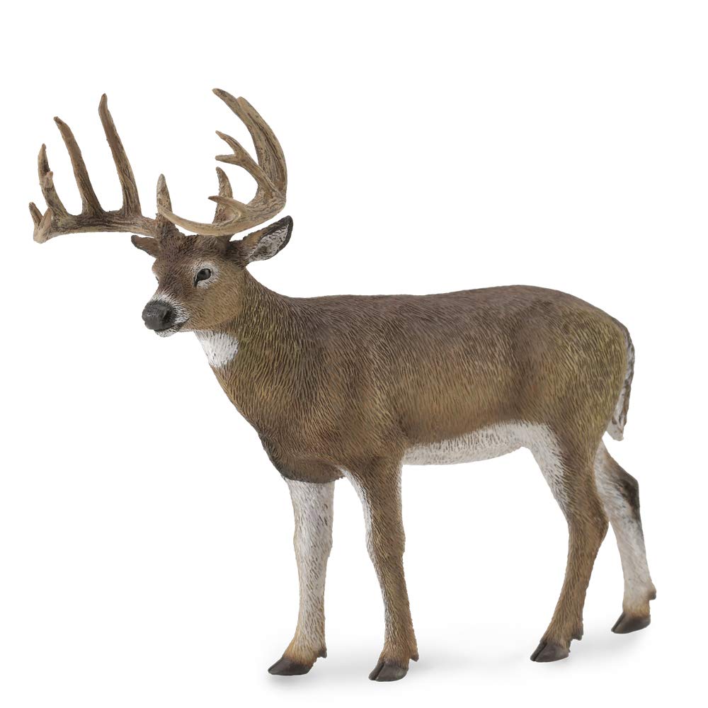 Collecta white tailed deer