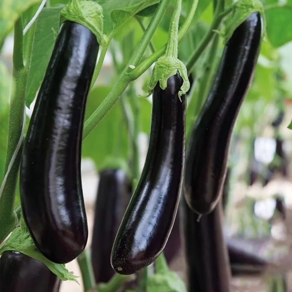 High Quality Long Black Eggplant Seeds,