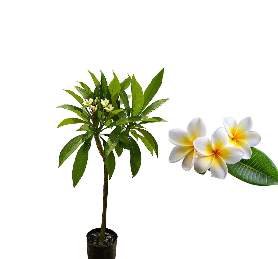 Natural Indian Jasmine Seedling – A Prolific Aromatic Ornamental Plant – Ideal for Home Planting in Balcony, Deck, Garden – Ready to Plant Pot by Menoufia Nurseries