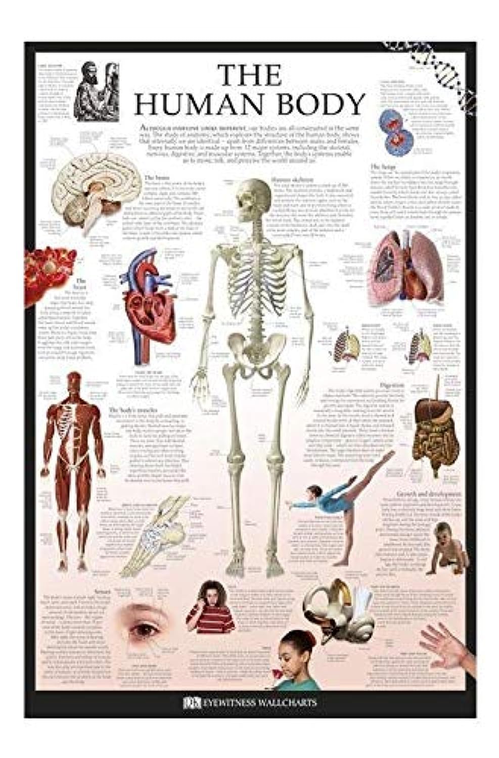 Maxi Posters Pp32791 Dk Human Body