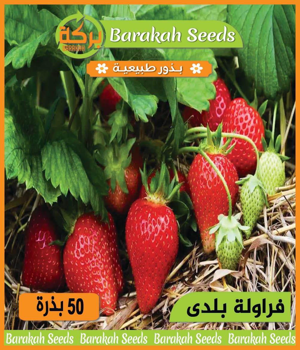 High Germination Vegetable Seeds for Plant (Strawberry, Organic, 1)