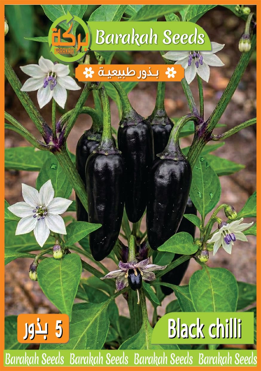 Pepper Seeds (Hot Black Pepper)