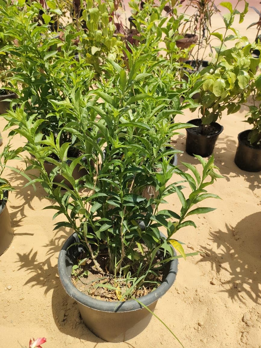 Night-Blooming Jasmine Plant, Fragrant Garden Flower, Live Indoor/Outdoor Potted Plant