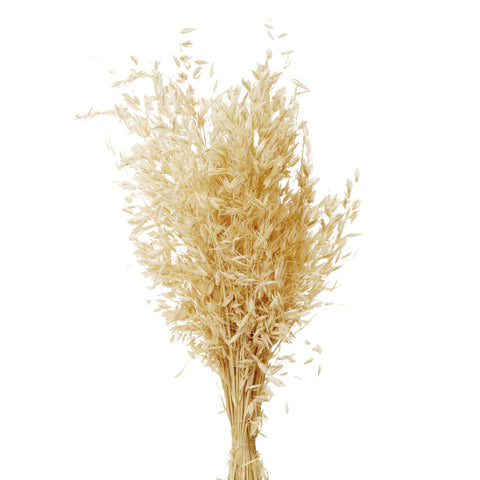 Dried Oats Stems for Vases - Boho Home Decor & Wedding Bouquets Premium Dried Avena Stems - Farmhouse & Rustic Home Decoration Elegant Floral Arrangements for Home