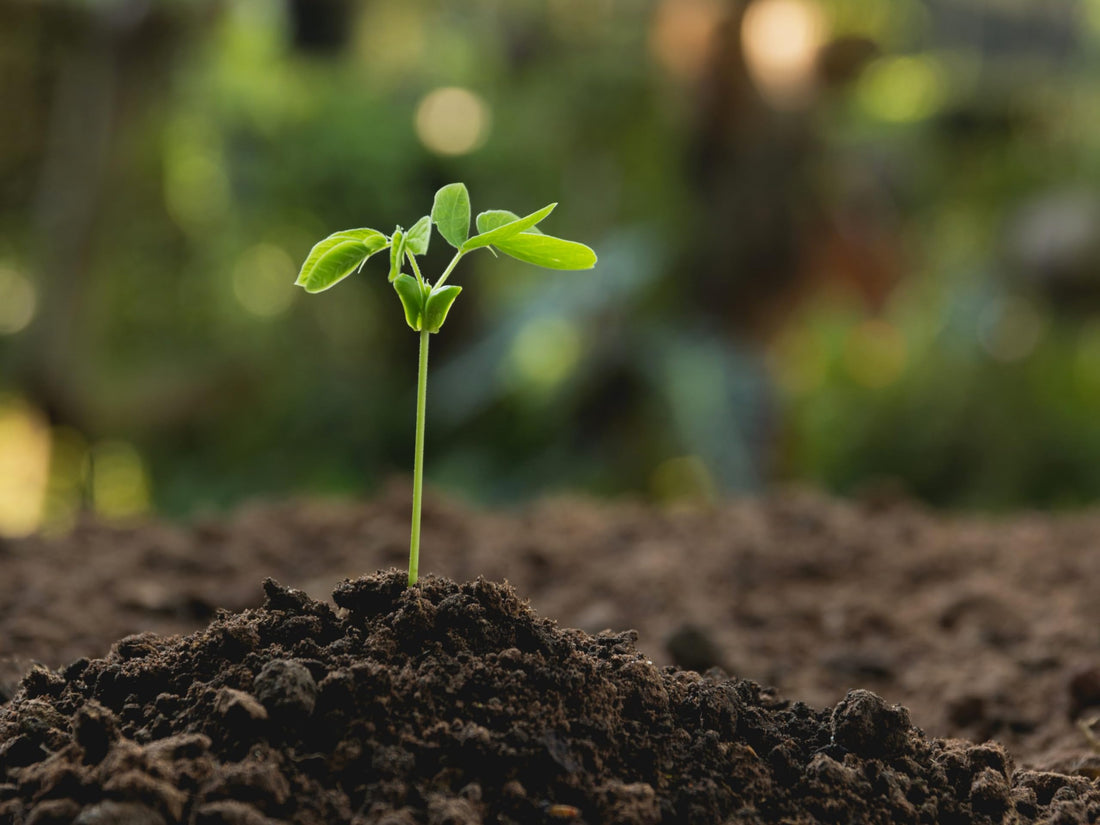 Potting Soil 2.5 Kg