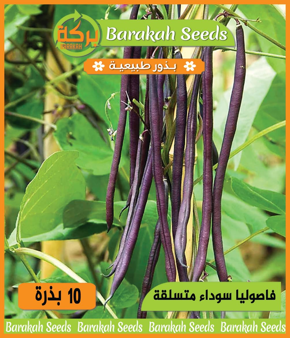 High Germination Vegetable Seeds for Plant (Climbing Black Beans, Organic, 1)