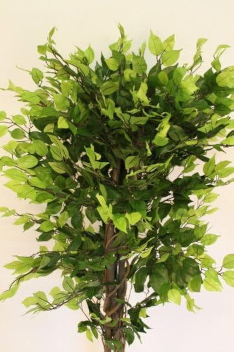 Garden Market Place Artificial Plants - 1.6M Tall Artificial Ficus Benjamina With Pot -Artificial Fig Plant