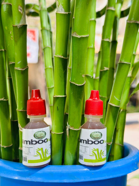 BambooFeed Liquid Fertilizer for Bamboo Plant 30 ml, Contains Hormones and Antifungal