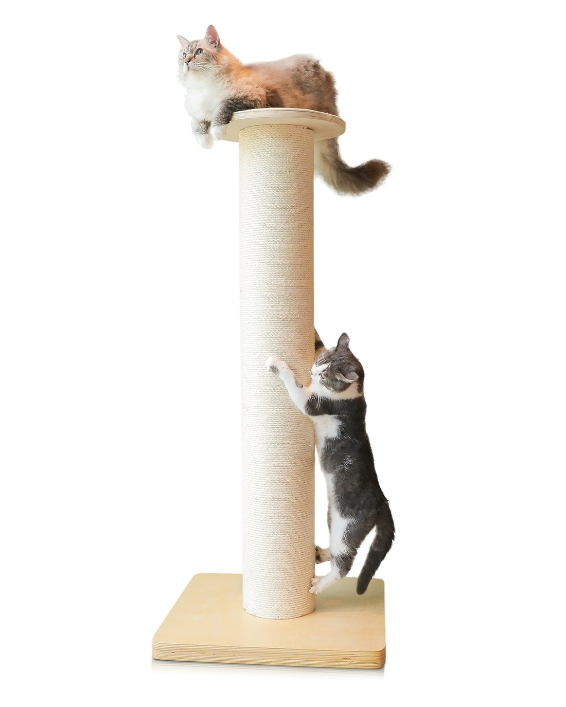 50" Tall Cat Scratching Post, Extra-Large Cat Scratch Post for Biggest Cats (Maine Coon), 7.3” Thick Post, 36lbs Weight, Solid Wood Base & Natural Sisal Rope