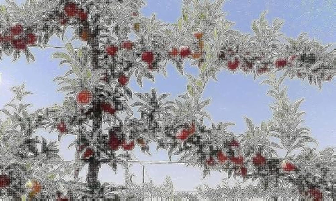 Imported Seedlings Broom Item AFRICANO Rose Heavy Production Sugar High