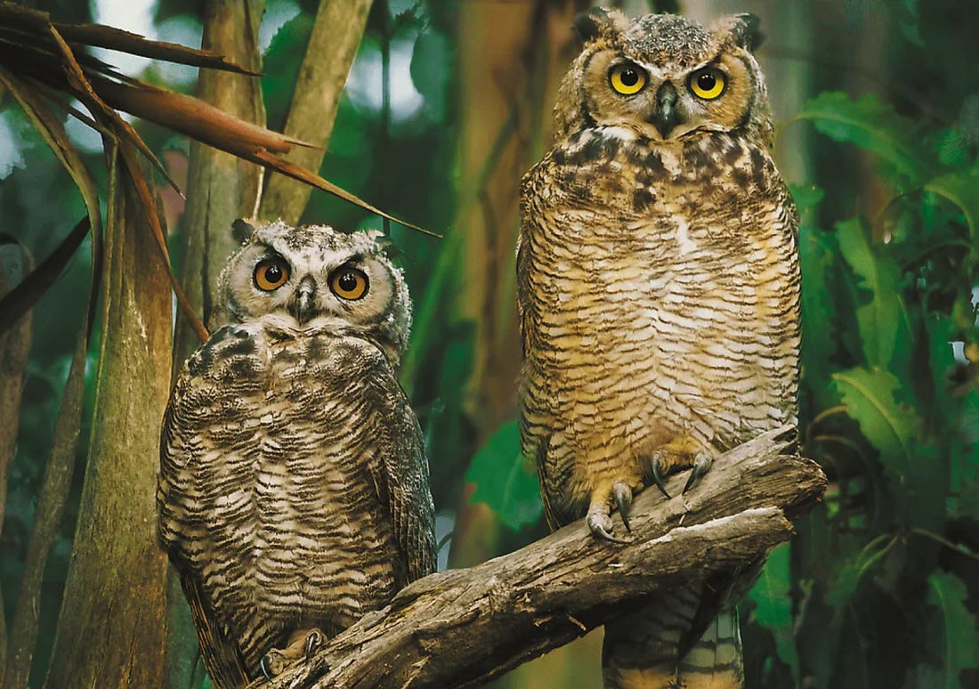 Trefl Owls Puzzles, 1000 Pieces