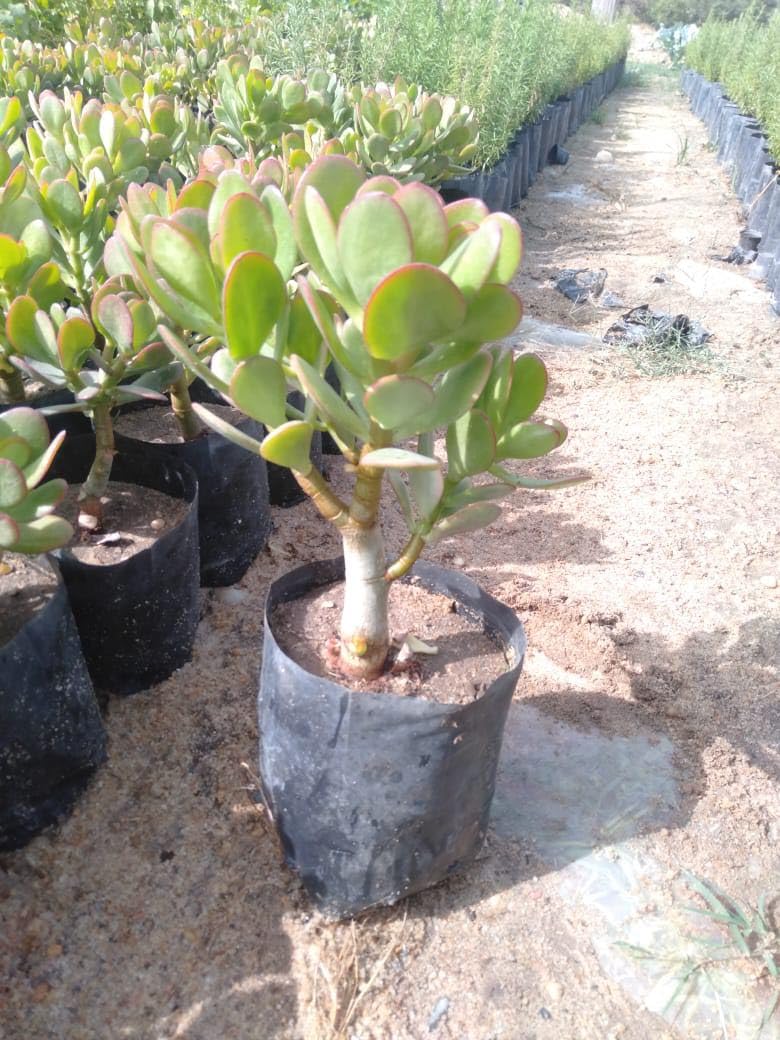 Easy Care Great Succulent Crassula Plant for Balcony Deck Home Farming