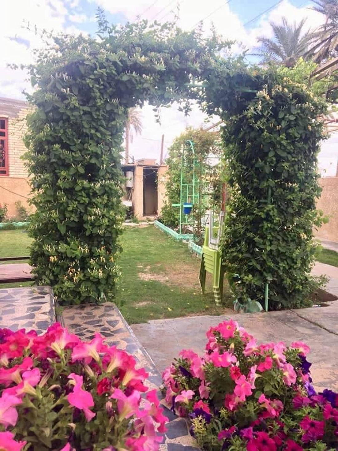 Iraq Essential Plant Green Climber Graduated Flower Beautiful Scent Lonicera japonica Japanese Honey Seedling Grown in Plastic Bag Ready to Grow in Balcony and Garden by Fences.