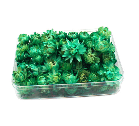 FANCY زهور هيليكريسوم مجففة طبيعية – Dried Strawflowers in Transparent Gift Box | 6 Colors & 5 Sizes | Loose Flower Heads for Home Decor, Wedding & Resin Art (Caribbean Green, Small)