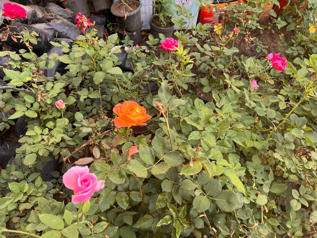 Seedlings Rose Grafted Size Rose Flowers Large Colors