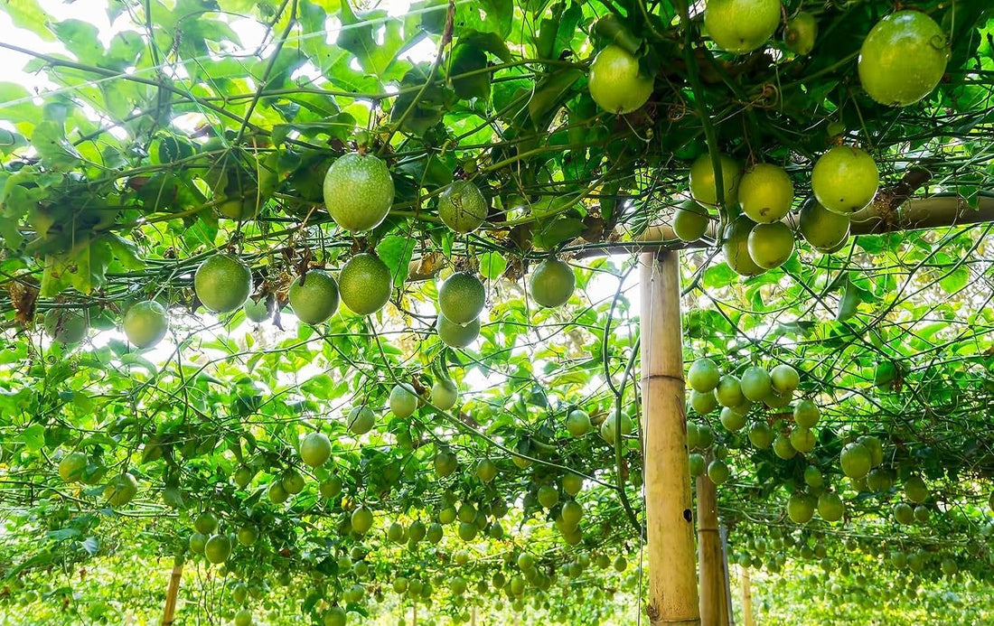 Passion Fruit M Seedling Fruits Seedling Seedling Fruit Met Taste Fruits in One Fruits for Home Farming and Surface Cultivation
