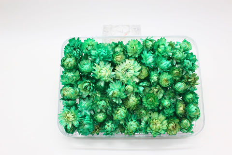 FANCY زهور هيليكريسوم مجففة طبيعية – Dried Strawflowers in Transparent Gift Box | 6 Colors & 5 Sizes | Loose Flower Heads for Home Decor, Wedding & Resin Art (Caribbean Green, Large)