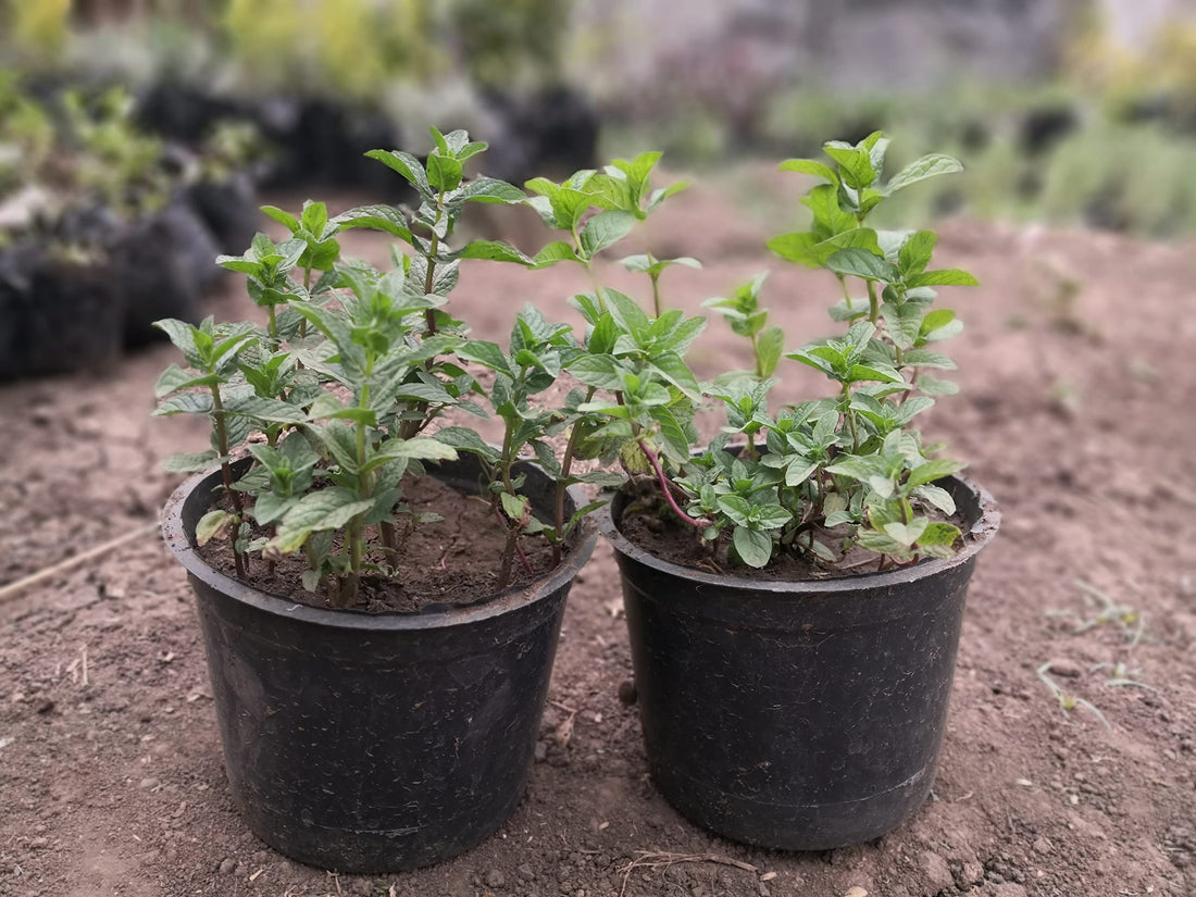 2 Large Mint Seedlings in a Pot Ready to Grow in Mint Tubs